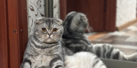 кошка - ИА Удмуртия