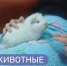 «Живая библиотека»: у нас новые пушистые читатели! - Детская библиотека