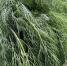 img - ЛДПР