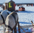 олени на снегу - ИА Nord-News.Ru