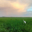 img - ТКР
