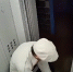 В Уфе школьницу наградили за помощь в поимке рецидивиста - Сетевое издание Республика Башкортостан