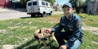 Белгородские спасатели помогли собаке, угодившей в двухметровый колодец - Мир Белогорья