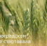В Зерноградском районе стартовала хлебоуборочная кампания - Зерноградский район