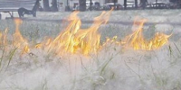 Белый "порох": профилактика возгорания тополиного пуха. - Вель­ский муни­ципаль­ный район