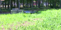 Видео - ТВН
