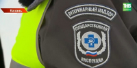 Собака погибла от бешенства в Московском районе Казани - ТРК Татарстан-Новый век
