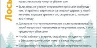 Встреча с диким зверем в лесу: знать, чтобы выжить! Лес — это не только грибы и ягоды, но и дом для диких животных. Что делать, если на тропе встретился лось, кабан или волк? - Миякинский район