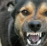 Два очага бешенства выявили в Нижегородской области - ИА Нижний сейчас