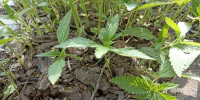 IMG-20260529-WA0002-800x600 - МО МВД "Дальнереченский" 