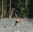 Амурская область самка изюбря в панике искала детеныша видео - Amur.Life
