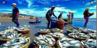 Экспорт рыбной продукции Вьетнама вырос на 12,8% в первом полугодии 2026 года - Газета Далекая окраина