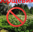 В Прикамье собственницу участка заставили очистить землю от борщевика Сосновского - УФССП по Пермскому краю