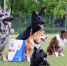 Развитие инфраструктуры для питомцев формирует в Москве новую культуру ответственного владения собаками — эксперты - Единая Россия