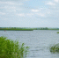 Балаковская АЭС выпустила в Саратовское водохранилище более 73 тысяч молоди стерляди - ProBalakovo.Ru