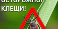 Сезон активности клещей продолжается - Rubtsovsk.Info