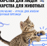 Можно ли лечить животных препаратами из домашней аптечки? - Департамент ветеринарии