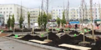 В Уфе рассказали, сколько деревьев ежегодно высаживают в столице - Башинформ