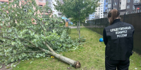 СК: передано в суд дело, возбужденное после падения дерева на ребенка в детсаду - NewKaliningrad.Ru