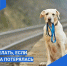 Что делать, если собака потерялась? - Управление ветеринарии