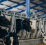 Разработка новосибирских учёных снизит стоимость мяса птицы - Кубанские Новости