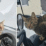 В Ловозере ищут кота-автостопщика - SeverPost.ru