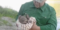 Птицу-хищника спасли на берегу Оки - NgRegion.Ru