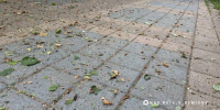 Беспилотник врезался в дерево вблизи многоэтажки в Белгороде - Сетевое издание Победа 31