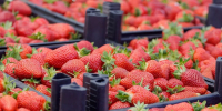 Ярмарки выходного дня в Краснодаре: где купить свежие продукты от фермеров - Кубанские Новости
