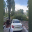 Во дворе дома на улице Хользунова в Воронеже дерево рухнуло на 2 машины - РИА Воронеж