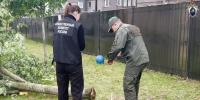 В Калининграде будут судить чиновницу и заведующую детсадом за падение дерева на ребёнка - KaliningradToday.Ru