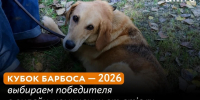 Выставка беспородных собак "Кубок Барбоса" / Фото: amic.ru - ИА Амител