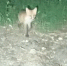 Любопытного месячного лисенка сняли в Амурской области видео - Amur.Life