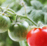 Как часто нужно поливать томаты? Секреты богатого урожая! - Aromashevo.Online