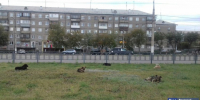 В Магнитогорске овчарка покусала ребёнка - Вечерний Магнитогорск