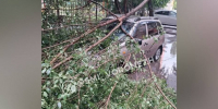 В Воронеже на Московском проспекте во время грозы на машину упало дерево - РИА Воронеж