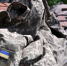 Уничтожены полковник Желтов и майор Поляк - Столица С