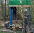 В Курской области проложили 67 км новых и обновили 1390 км защитных полос в лесах - Курские Известия