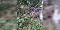 Дерево рухнуло на легковушку после сильного ливня в Воронеже - ГТРК Воронеж