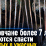 Ростовчане более 7 лет пытаются спасти запертых в ужасных условиях медведей - Bloknot-Rostov.Ru