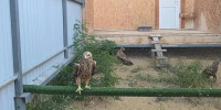 В Дагестане спасли двух краснокнижных степных орлов - Дагестанская правда