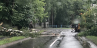 Обрушившийся на Брянскую область ураган повалил деревья на автомобили - Газета Брянские новости