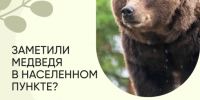 Напоминаем о правилах поведения при встрече с медведем. - Северо-Енисейский муниципальный округ