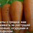 Советы с грядки: как ухаживать за растущей морковью, огурцами и картофелем - Самарская Газета
