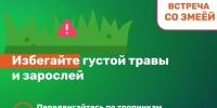 МЧС напомнило псковичам правила безопасности при встрече со змеёй в лесу - Pln-Pskov.Ru