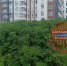 В Ростове на Западном амброзия выросла в человеческий рост - DonDay.Ru