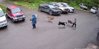 В Петропавловске СК выясняет обстоятельства нападения стаи собак на ребёнка - ИА Кам 24