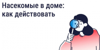 Насекомые в доме: как действовать?. - Администрация