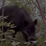 Фото: скриншот | Город-зоопарк Владивосток пополнился новыми обитателями - PrimPress.Ru