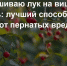 Развешиваю лук на вишне - и хлопаю в ладоши своей гениальности: лучший способ защиты урожая от пернатых вредителей - Prochepetsk.ru